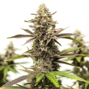 Dark Devil Auto – Blimburn Seeds