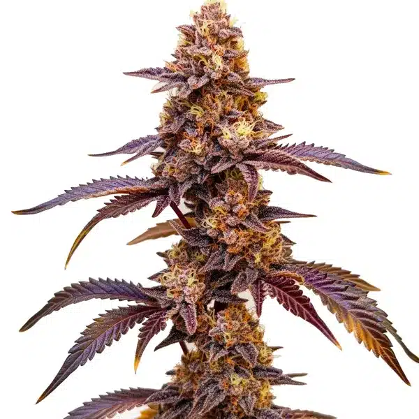Dark Star Auto – Blimburn Seeds