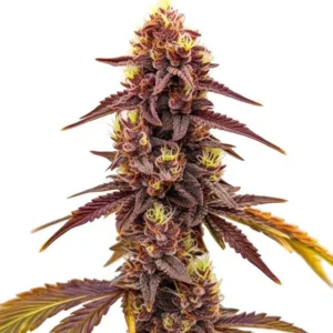 Dark Star Fast Version – Blimburn Seeds