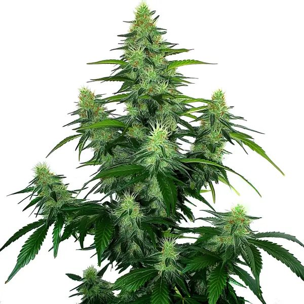 Deelite Autoflower – Blimburn Seeds