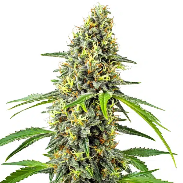 Deimos Auto – Blimburn Seeds