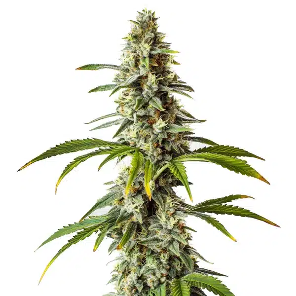 Diesel – Blimburn Seeds