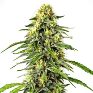 Diesel Autoflower – Blimburn Seeds