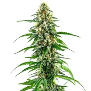 Diesel Regular – Blimburn Seeds