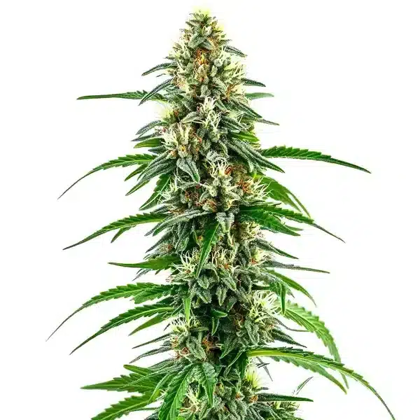 Diesel Regular – Blimburn Seeds