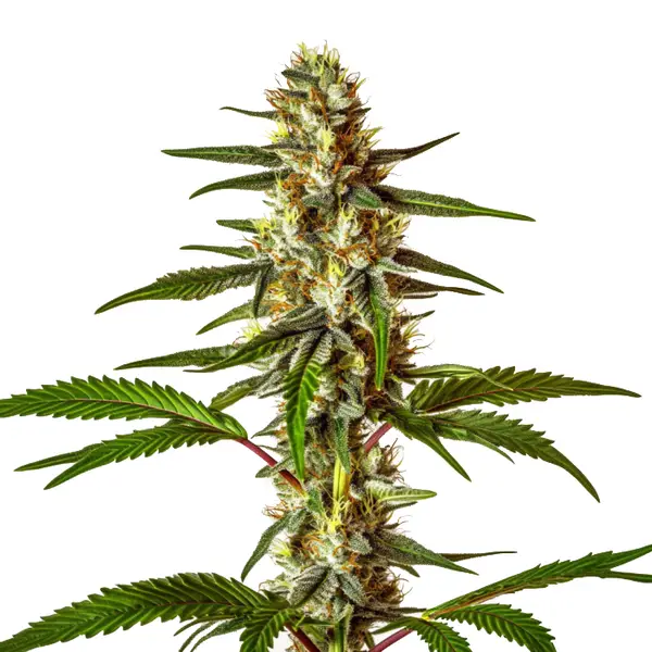Do-Si-Dos Fast Version – Blimburn Seeds