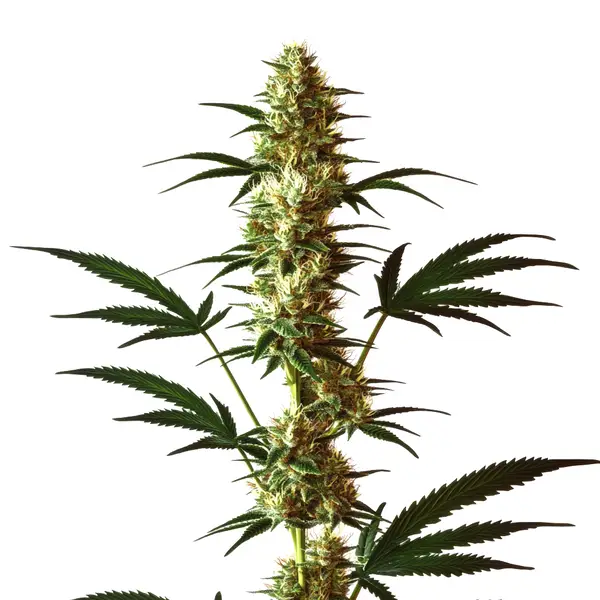 Do-Si-Dos Regular – Blimburn Seeds