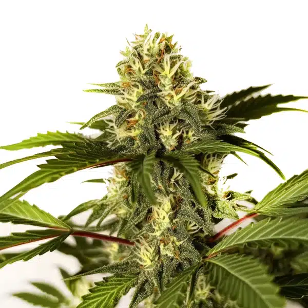 F1 FEM – Blimburn Seeds
