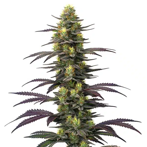 Dolato – Blimburn Seeds