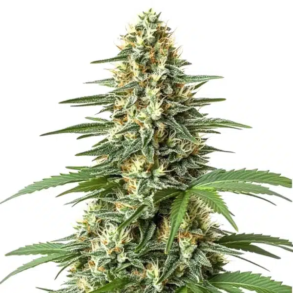 Durban Poison Regular – Blimburn Seeds
