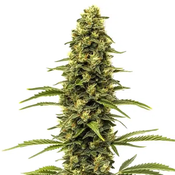 Early Skunk – Blimburn Seeds