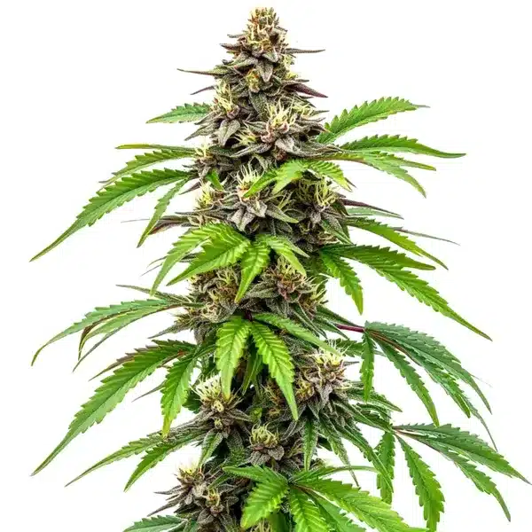 Early Skunk Fast Version – Blimburn Seeds