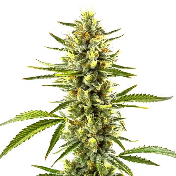 Exodus Cheese – Blimburn Seeds