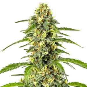 Fast Bud Auto – Blimburn Seeds
