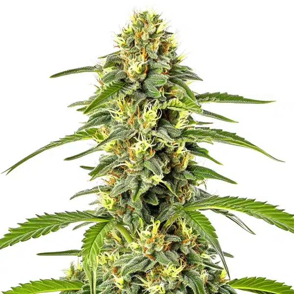 Fast Bud Auto – Blimburn Seeds