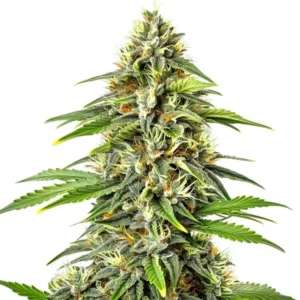 Fire Kush Auto – Blimburn Seeds