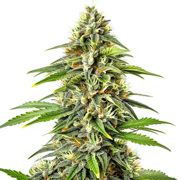 Fire Kush Auto – Blimburn Seeds