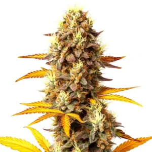 Fire OG – Blimburn Seeds