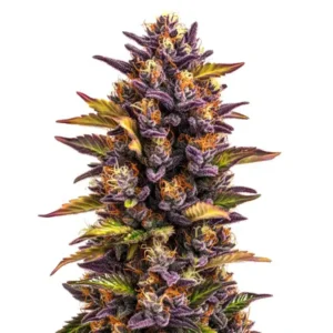 Forbidden Runtz Auto – Blimburn Seeds