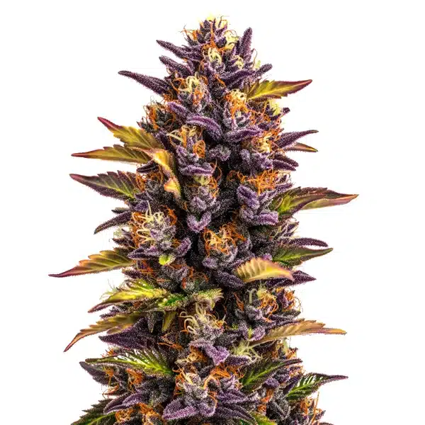 Forbidden Runtz Auto – Blimburn Seeds