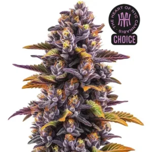 Forbidden Runtz Auto HMC Edition – Blimburn Seeds