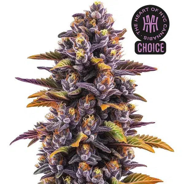 Forbidden Runtz Auto HMC Edition – Blimburn Seeds