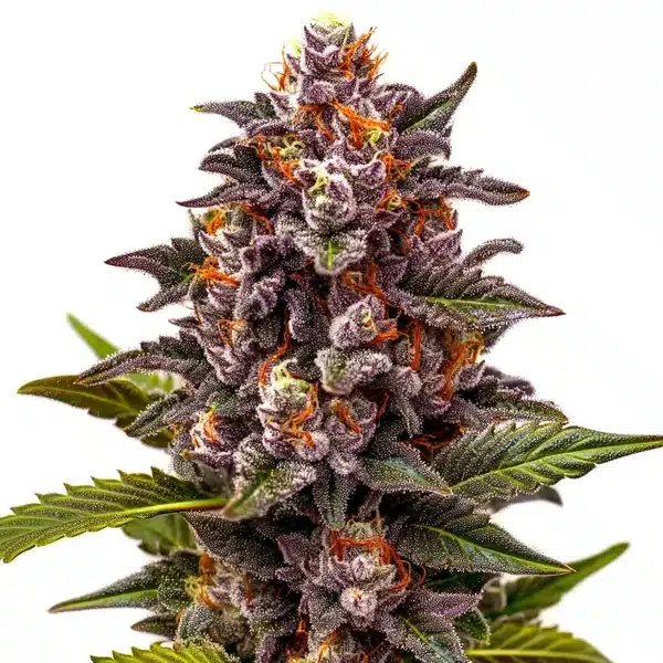 Forbidden Z OG – Blimburn Seeds