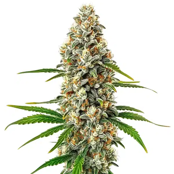 Fro-Yo Auto – Blimburn Seeds