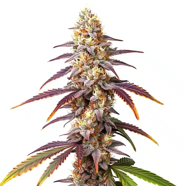 Frosted Guava – Blimburn Seeds