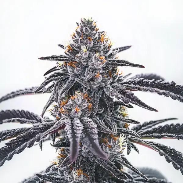 Frosty Blue OG – Blimburn Seeds