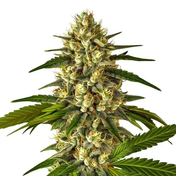 Fruit Auto – Blimburn Seeds