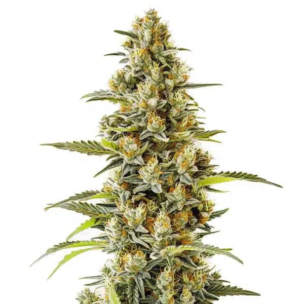 G13 – Blimburn Seeds