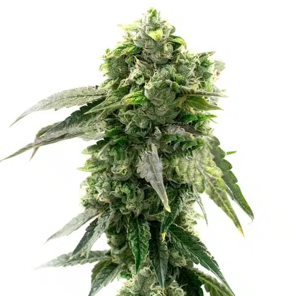 G13 Autoflower – Blimburn Seeds