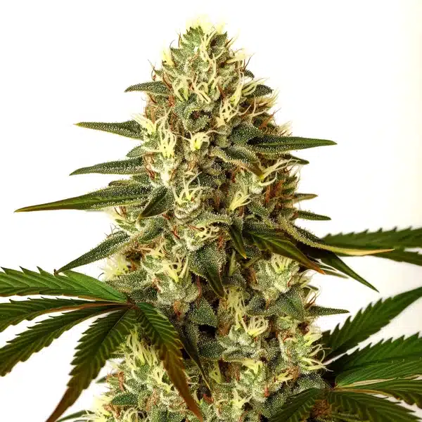 G13 x Nebula – Blimburn Seeds