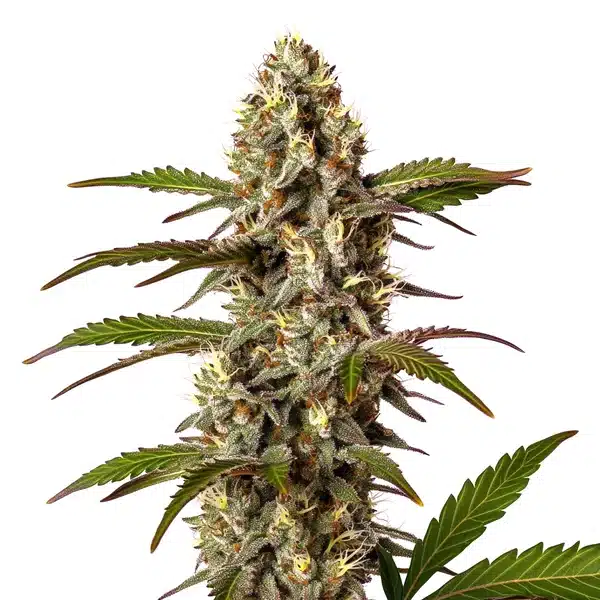 G13 x OG Kush – Blimburn Seeds