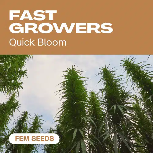 Fast Growers – Blimburn Seeds