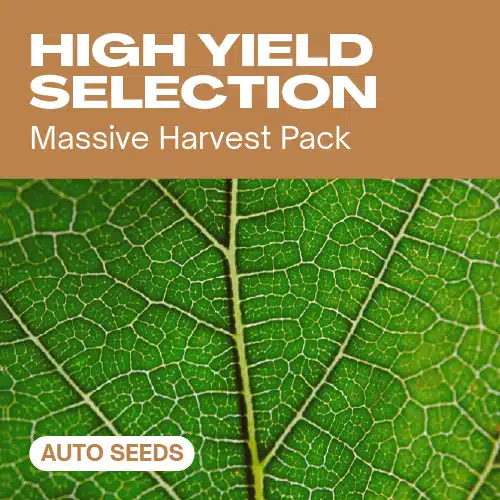 High Yield Selection Auto – Blimburn Seeds