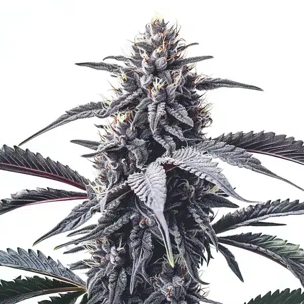 GMO Cookies – Blimburn Seeds