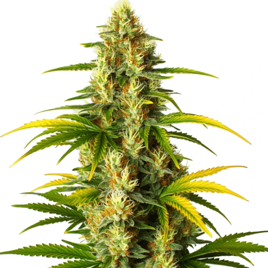 GMO Fast Version – Blimburn Seeds