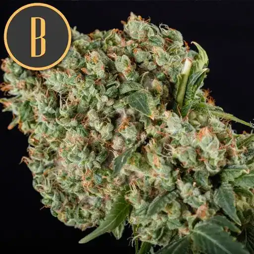 Granddaddy Purple – Blimburn Seeds