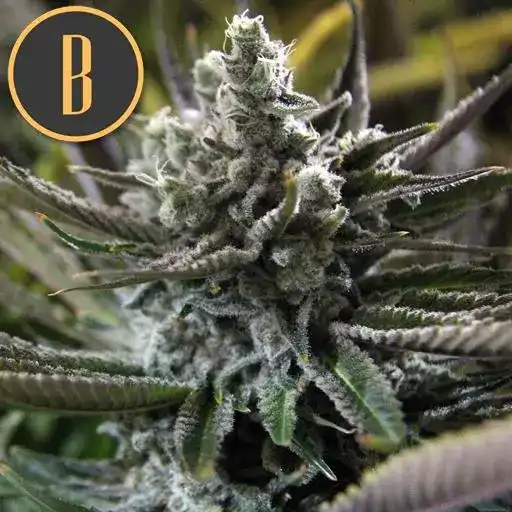Granddaddy Purple – Blimburn Seeds