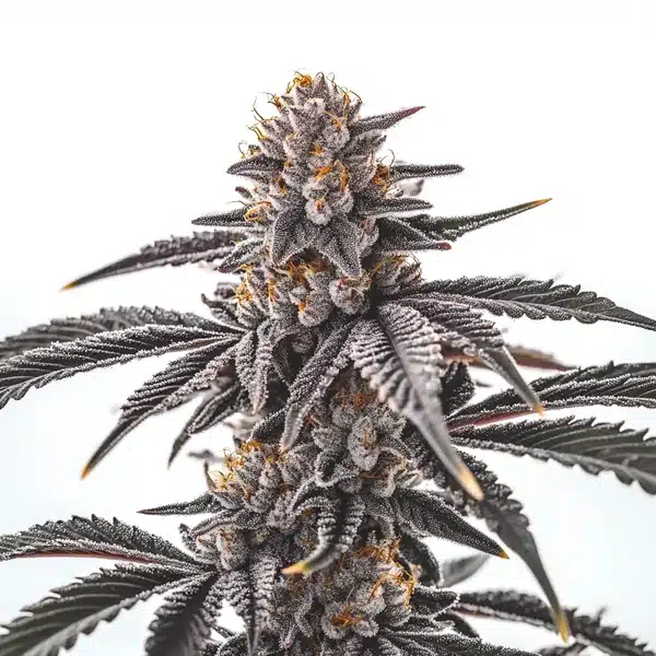 Gas Burzt – Blimburn Seeds