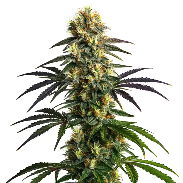 Gelato FBV – Blimburn Seeds