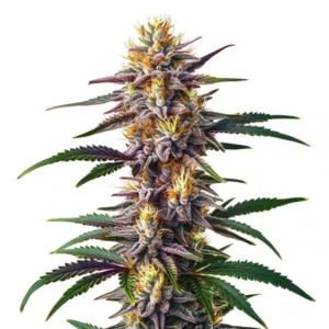 Gelato Fast Version – Blimburn Seeds