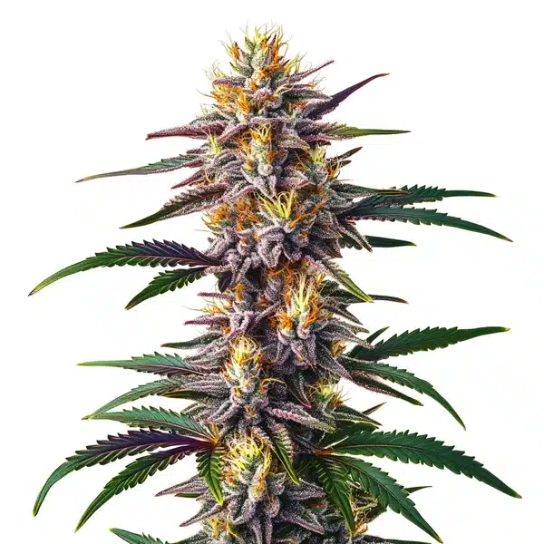 Gelato Fast Version – Blimburn Seeds