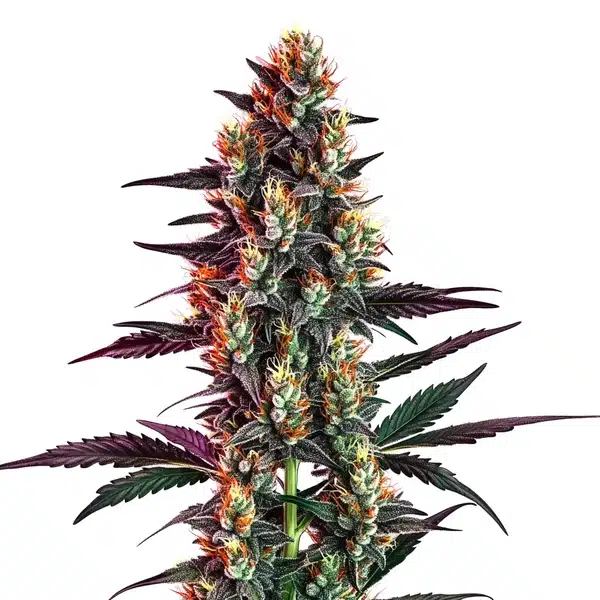 Gelato Regular – Blimburn Seeds