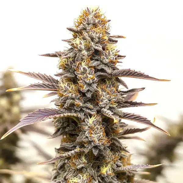 Gelato x Face OFF – Blimburn Seeds