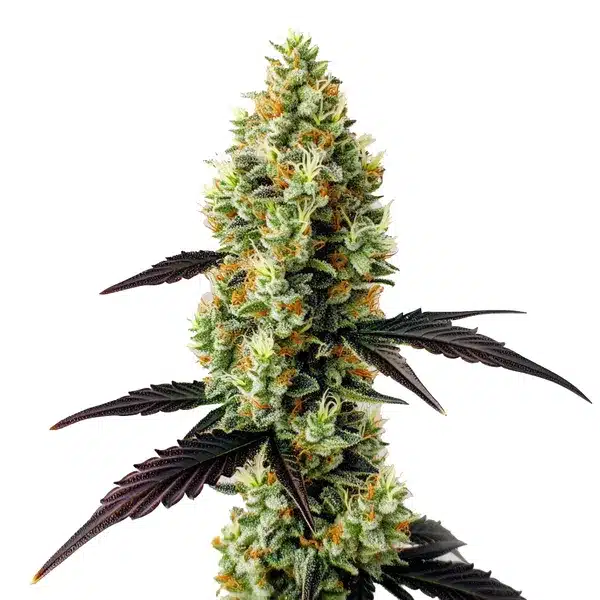 Gelato x Girl Scout Cookies – Blimburn Seeds