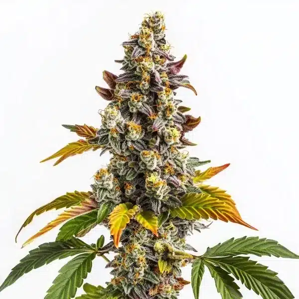 Gelato x GG – Blimburn Seeds