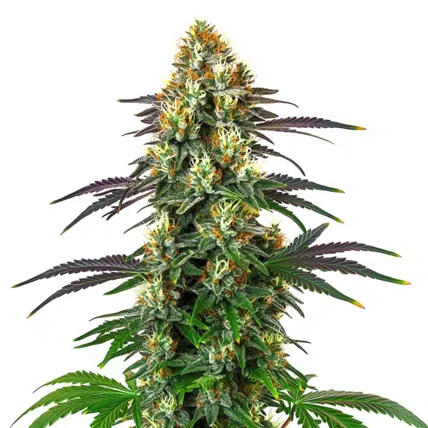 Gelato x Kosher Kush – Blimburn Seeds